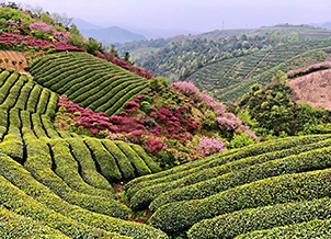 知識(shí)產(chǎn)權(quán)保護(hù)及技術(shù)開(kāi)放聲明